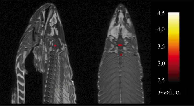 fMRI salmon study